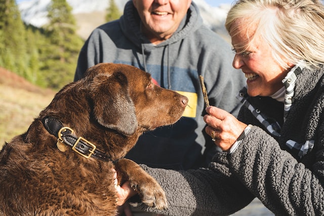 senior couple playing with a dog